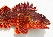 Scorpionfish