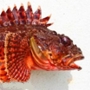 scorpionfish